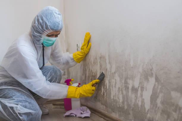 Professional Mold Removal in Pflugerville, TX